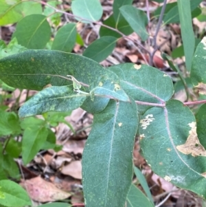 Eucalyptus pseudoglobulus at Croajingolong National Park - 8 Dec 2023 07:28 AM