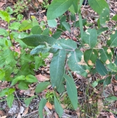 Eucalyptus pseudoglobulus at Croajingolong National Park - 8 Dec 2023