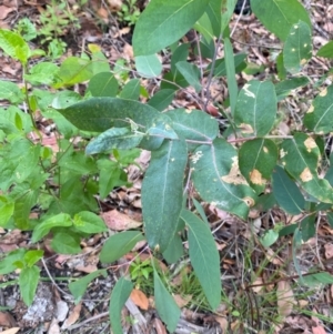 Eucalyptus globulus subsp. pseudoglobulus at Croajingolong National Park - 8 Dec 2023