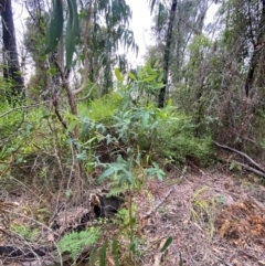 Eucalyptus globulus subsp. pseudoglobulus at Croajingolong National Park - 8 Dec 2023