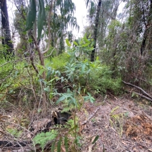 Eucalyptus pseudoglobulus at Croajingolong National Park - 8 Dec 2023