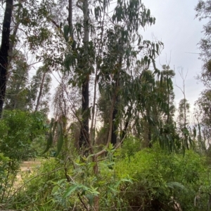 Eucalyptus pseudoglobulus at Croajingolong National Park - 8 Dec 2023 07:28 AM