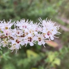 Kunzea ericoides (Burgan) at Croajingolong National Park - 8 Dec 2023 by Tapirlord