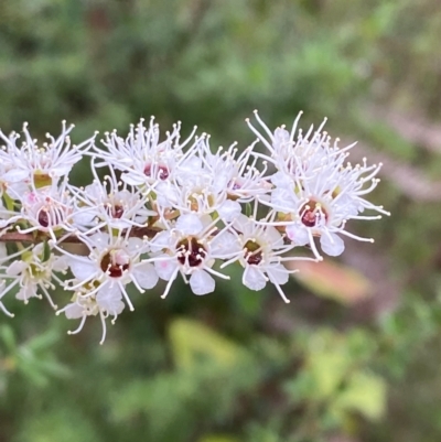 Kunzea ericoides (Burgan) at Croajingolong National Park - 8 Dec 2023 by Tapirlord