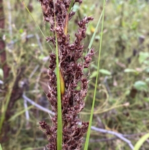 Gahnia sieberiana at Croajingolong National Park - suppressed