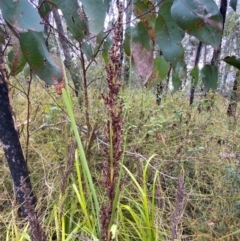 Gahnia sieberiana at Croajingolong National Park - 8 Dec 2023