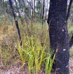 Gahnia sieberiana at Croajingolong National Park - suppressed