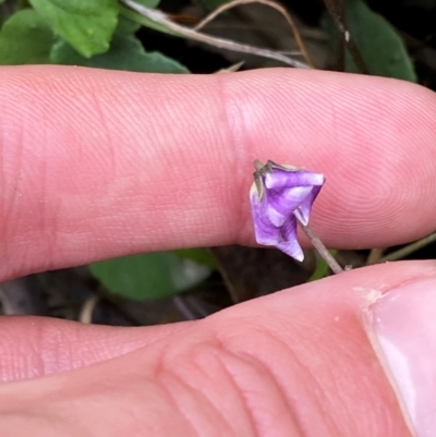 Viola hederacea (Ivy-leaved Violet) at Wingan River, VIC - 7 Dec 2023 by Tapirlord