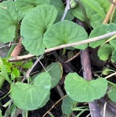 Viola hederacea at Croajingolong National Park - 8 Dec 2023 07:27 AM