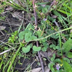 Viola hederacea at Croajingolong National Park - 8 Dec 2023