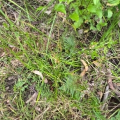 Lepidosperma laterale at Croajingolong National Park - 8 Dec 2023