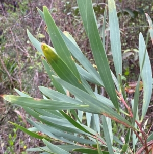 Acacia longifolia subsp. longifolia at Croajingolong National Park - 8 Dec 2023 07:26 AM