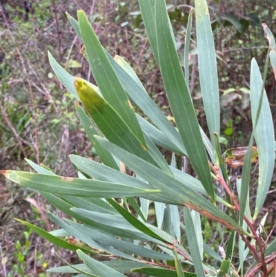 Acacia longifolia subsp. longifolia (Sydney Golden Wattle) at Wingan River, VIC - 7 Dec 2023 by Tapirlord