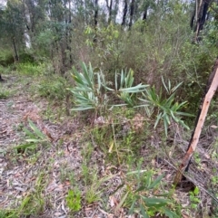 Acacia longifolia subsp. longifolia at Croajingolong National Park - 8 Dec 2023 07:26 AM