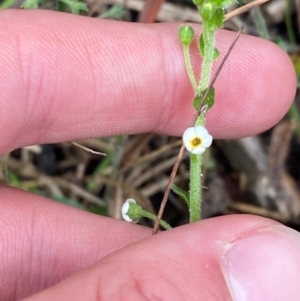 Hackelia suaveolens at Croajingolong National Park - 8 Dec 2023