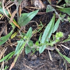 Hackelia suaveolens at Croajingolong National Park - 8 Dec 2023