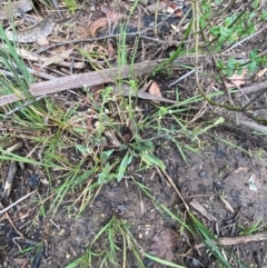 Hackelia suaveolens at Croajingolong National Park - 8 Dec 2023 07:26 AM