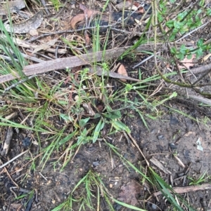 Hackelia suaveolens at Croajingolong National Park - 8 Dec 2023