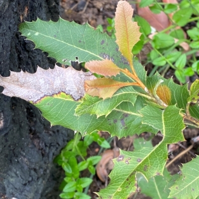 Lomatia ilicifolia (Holly Lomatia) at Wingan River, VIC - 7 Dec 2023 by Tapirlord