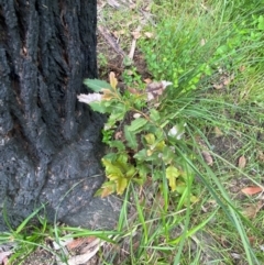 Lomatia ilicifolia at Croajingolong National Park - 8 Dec 2023