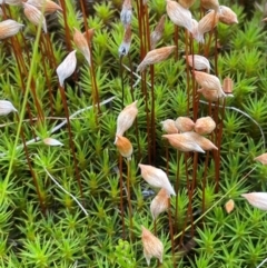 Polytrichaceae sp. (family) (A moss) at Broken Dam, NSW - 10 Jan 2024 by JaneR