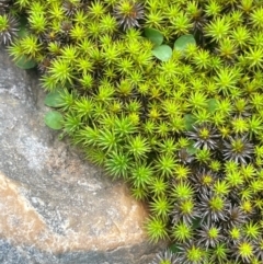 Polytrichaceae sp. (family) at Kosciuszko National Park - 10 Jan 2024