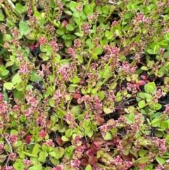 Gonocarpus micranthus subsp. micranthus (Creeping Raspwort) at Broken Dam, NSW - 10 Jan 2024 by JaneR