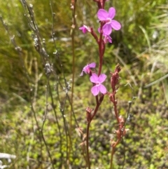 Stylidium montanum (alpine triggerplant) at Kosciuszko National Park - 10 Jan 2024 by JaneR