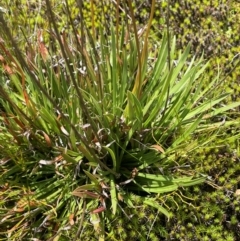 Stylidium montanum at Kosciuszko National Park - 10 Jan 2024 12:54 PM