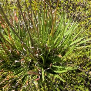 Stylidium montanum at Kosciuszko National Park - 10 Jan 2024