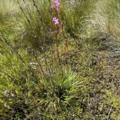 Stylidium montanum at Kosciuszko National Park - 10 Jan 2024 12:54 PM