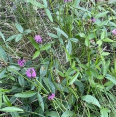 Cullen microcephalum (Dusky Scurf-pea) at The Tops at Nurenmerenmong - 10 Jan 2024 by JaneR