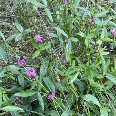 Cullen microcephalum (Dusky Scurf-pea) at Nurenmerenmong, NSW - 10 Jan 2024 by JaneR