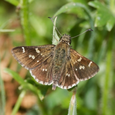 Pasma tasmanica (Two-spotted Grass-skipper) at QPRC LGA - 12 Jan 2024 by DPRees125