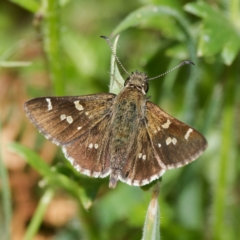 Pasma tasmanica (Two-spotted Grass-skipper) at Harolds Cross, NSW - 12 Jan 2024 by DPRees125