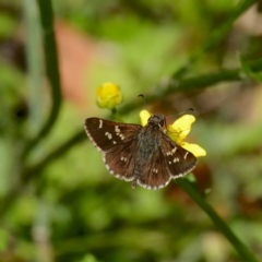 Pasma tasmanica at QPRC LGA - 12 Jan 2024 03:27 PM