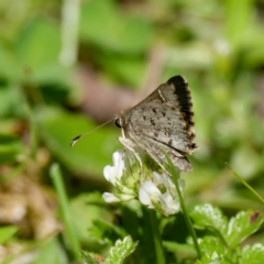 Pasma tasmanica at QPRC LGA - 12 Jan 2024 03:27 PM