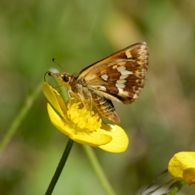 Atkinsia dominula (Two-brand grass-skipper) at Tallaganda National Park - 12 Jan 2024 by DPRees125