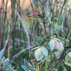 Pimelea bracteata at The Tops at Nurenmerenmong - 10 Jan 2024