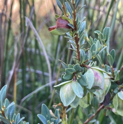 Pimelea bracteata (A Rice Flower) at Nurenmerenmong, NSW - 10 Jan 2024 by JaneR