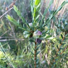 Pimelea bracteata at The Tops at Nurenmerenmong - 10 Jan 2024