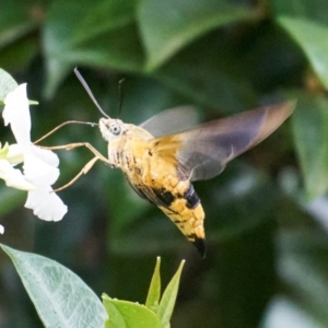 Cephonodes kingii at Stirling, ACT - 13 Jan 2024 02:40 PM