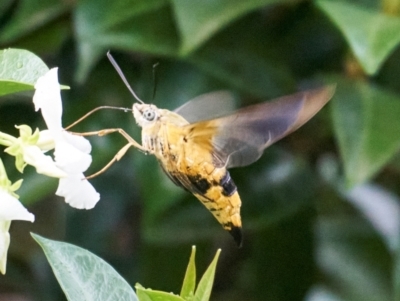 Cephonodes kingii (Gardenia Bee Hawk Moth) at Stirling, ACT - 13 Jan 2024 by MichaelJF