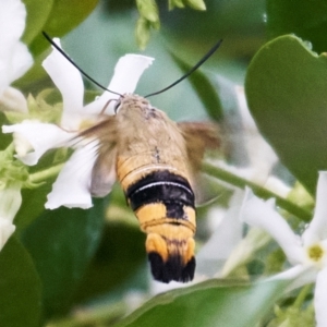 Cephonodes kingii at Stirling, ACT - 13 Jan 2024 02:40 PM