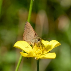 Timoconia flammeata (Bright Shield-skipper) at QPRC LGA - 12 Jan 2024 by DPRees125