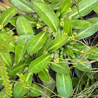 Velleia montana (Mountain Velleia) at Nurenmerenmong, NSW - 11 Jan 2024 by JaneR