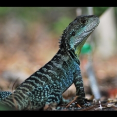 Intellagama lesueurii howittii (Gippsland Water Dragon) at Acton, ACT - 13 Jan 2024 by THATJAYKIDRICK