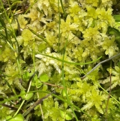 Sphagnum sp. (genus) (Sphagnum moss) at Nurenmerenmong, NSW - 11 Jan 2024 by JaneR