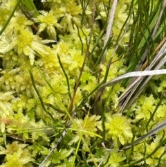 Sphagnum sp. (genus) at The Tops at Nurenmerenmong - 11 Jan 2024 01:26 PM