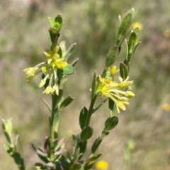 Pimelea curviflora (Curved Rice-flower) at Nurenmerenmong, NSW - 11 Jan 2024 by JaneR